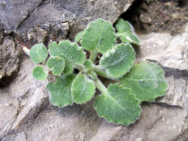 Campanula elatinoides / Campanula dell''Insubria